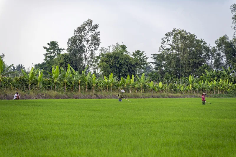 Người nông dân trên ruộng xanh Cần Thơ